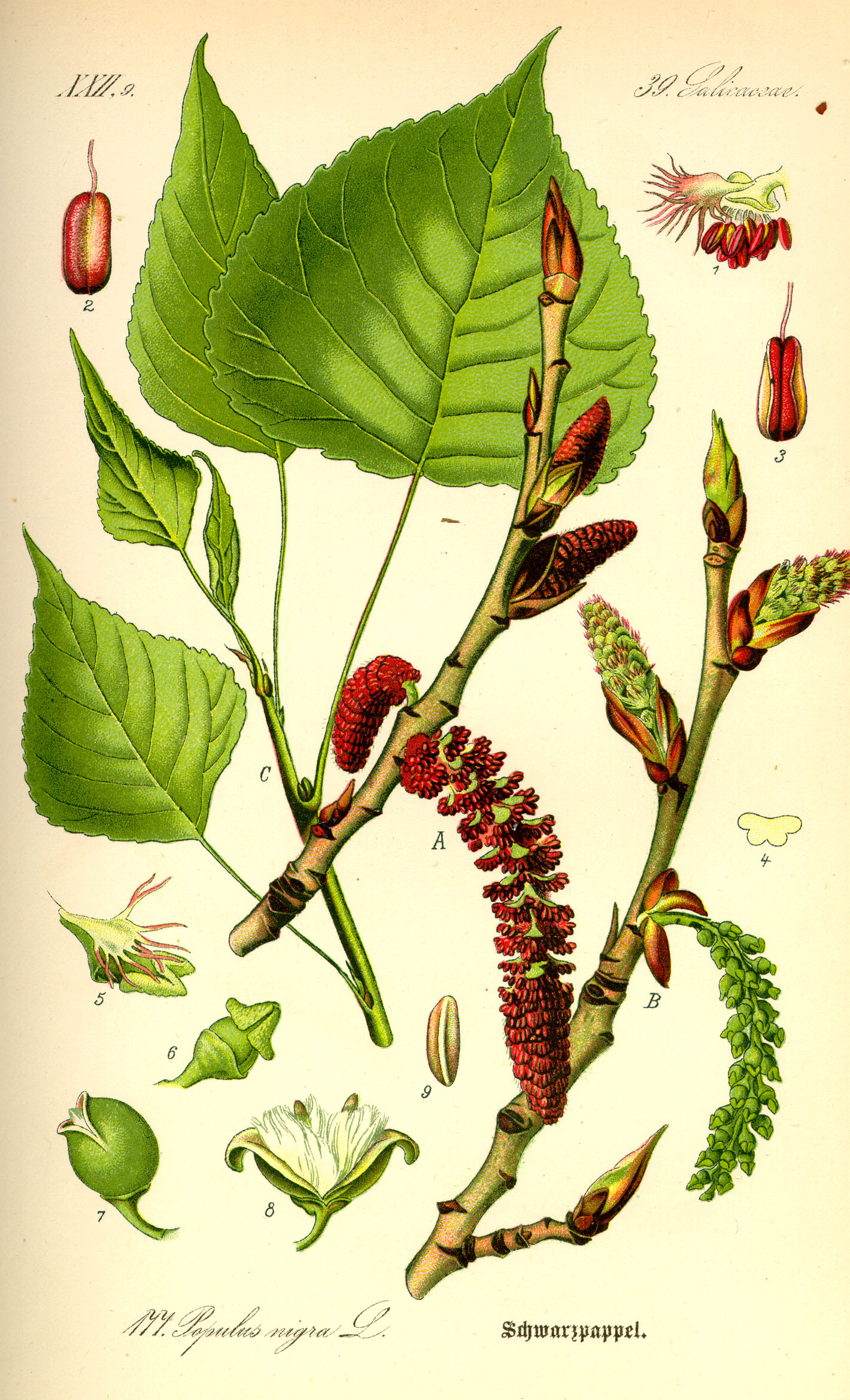 Каролинская Тополь (Populus heterophylla)