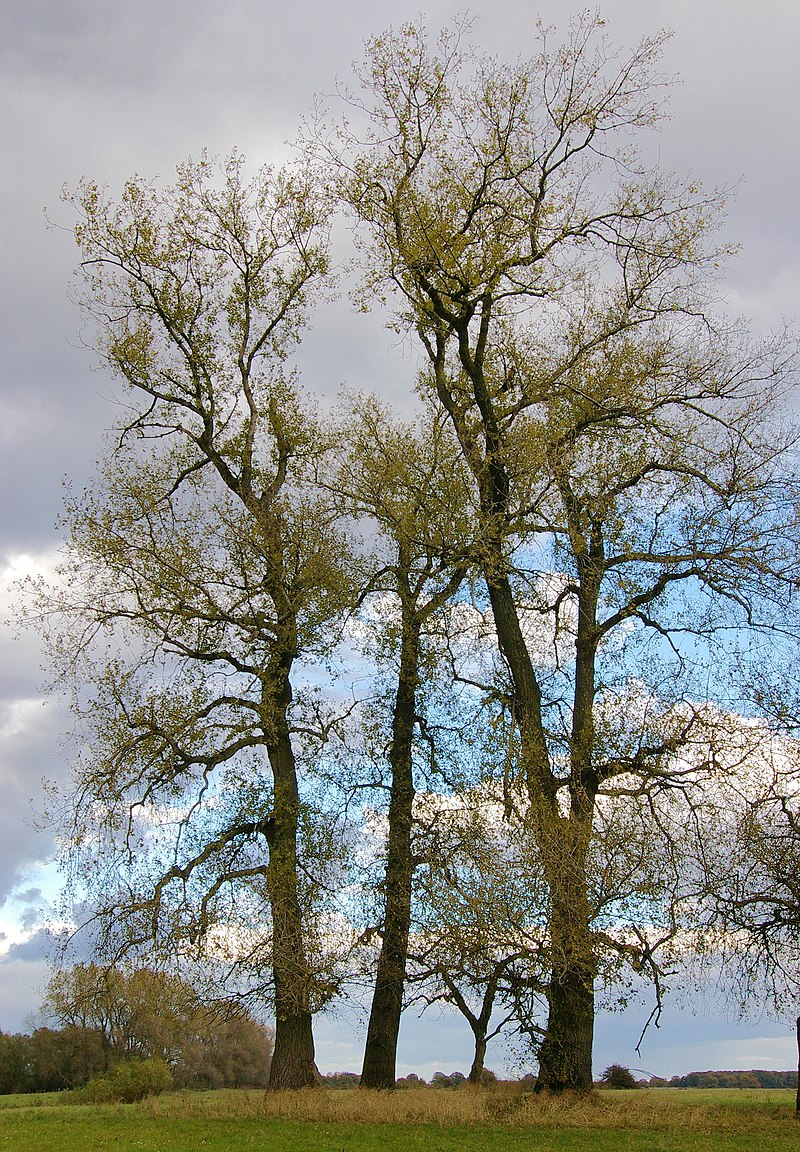 Тополь Черный (Populus nigra)