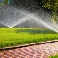 Зеленые ковры: Топ-10 сортов семян газона для вашей идеальной лужайки